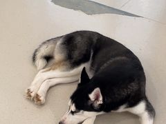 -共舞时光猫咖·狗咖(新街口店)