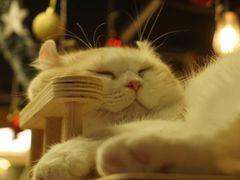 -猫和宫(六道口店)