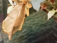 -上海大自然野生昆虫馆(东方明珠·爬宠昆虫探索中心)