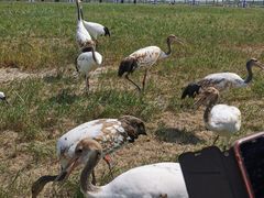 -盐城丹顶鹤湿地生态旅游区