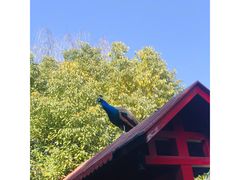 -J Create城市露营咖啡·简餐·宠物(上海动物园店)