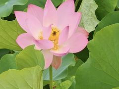 -桂湖森林公园