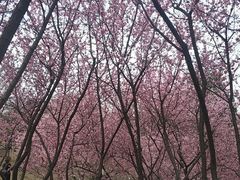 -秀丽东方