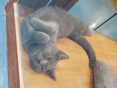 -龟与熊猫宠物公园(南坪店)