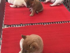 -中环花鸟鱼虫市场