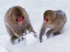 -优美滋动物奶油生日蛋糕(南陵苏果店)