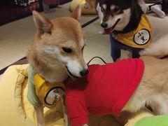 -逗柴咖啡屋·狗咖猫咖宠物桌游