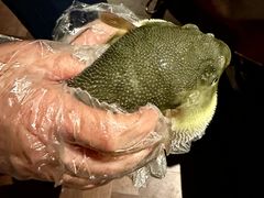 -肆月河豚·淮扬菜·湘菜(华天店)