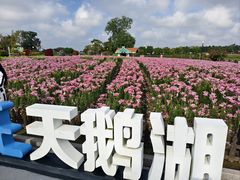 -荷兰花海