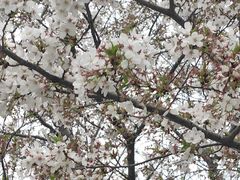 -高东镇樱花园