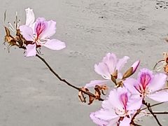 -广东花都湖国家湿地公园