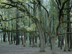 -上海共青森林公园