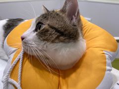 -艾吉宠物医院·疑难杂症转诊中心·猫友好(碧江路院)