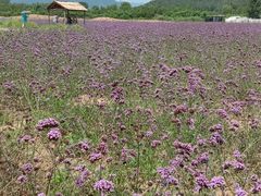 -北京东方普罗旺斯薰衣草庄园