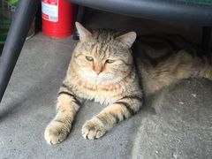 -喵屿·大理花园猫咖