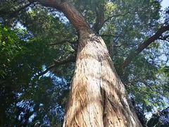 -墨尔本皇家植物园