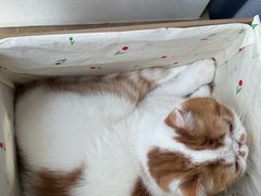 -贝康宠物医院·犬猫全科·小动物特色诊疗中心(东环路店)
