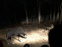 -清迈夜间动物园