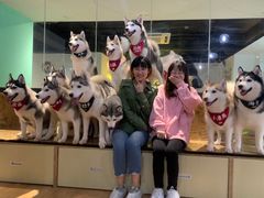 -Husky Go! 哈士奇体验馆·宠物咖啡厅狗咖