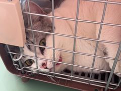 -拜鲁耶动物诊疗中心·宠家动物医院