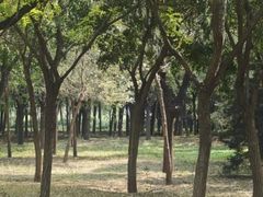 -绿堤公园