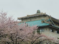 -武汉大学-樱园