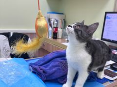 -瑞鹏宠物医院·宠保定点·心脏科·内科(御桥分院)