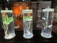 -广东中医药博物馆