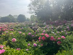 -洛阳市隋唐城遗址植物园