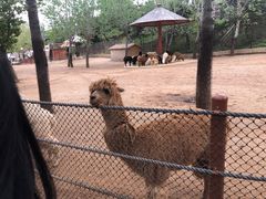 -大连森林动物园