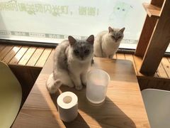 -猫的茶·猫咖