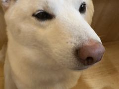 -柴の食堂·日式家庭料理·熊之肆(大学路店)