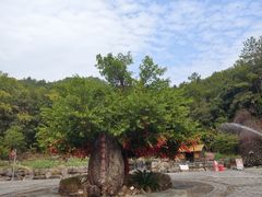 -梁野山景区