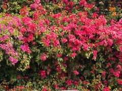 -丽泽山庄·生态怀柔菜·虹鳟鱼(红螺寺店)