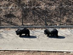 -大连森林动物园