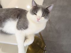 -飞行喵MR PILOT|猫舍·猫咖(静安大融城店)