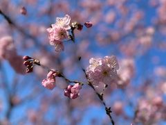 -顾村公园
