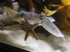 -悉尼海洋生物水族馆