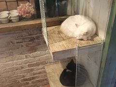 -猫咪博物馆(顶澳仔猫街店)