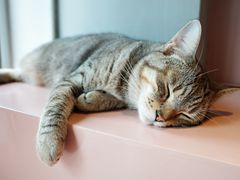 -猫儿山۰猫主题餐厅