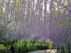-大塘金香草谷