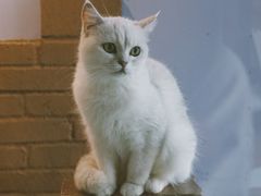 -喵屿·大理花园猫咖