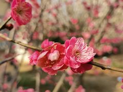 -香雪海