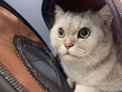 -关爱宠物医院·猫科中心·消化科(滨湖万达分院)