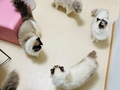 -猫在这儿猫咪咖啡馆·撸猫馆