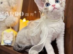 -山宅一喵德文卷毛猫舍