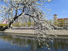 -桃花堤公园