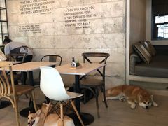 -Dog in Town Ekkamai