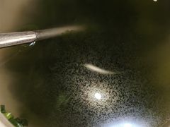 -成都安仁福朋喜来登酒店