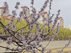 -桃花堤公园